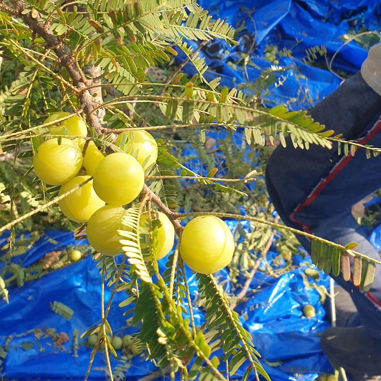 Indian Gooseberry | Amla Seeds