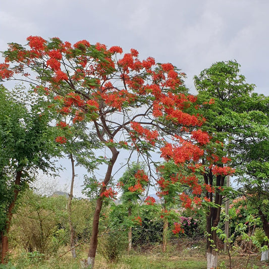 Gulmohar seeds