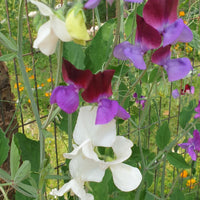 Sweet Pea Seeds