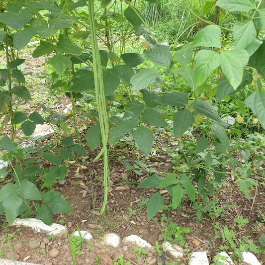 Yard long Bean seeds