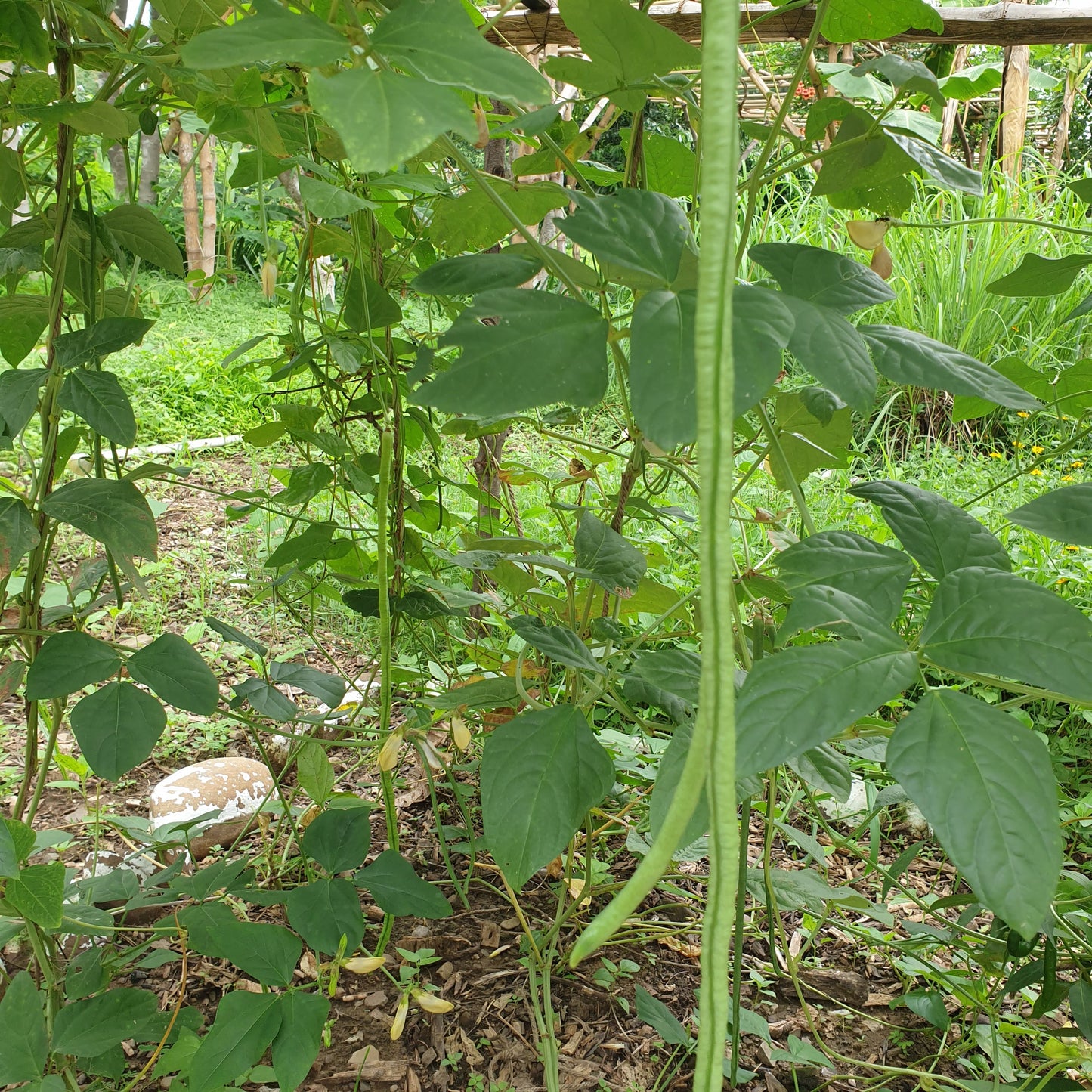 Yard long Bean seeds