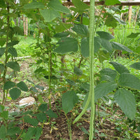 Yard long Bean seeds