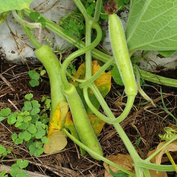 Bottle Gourd