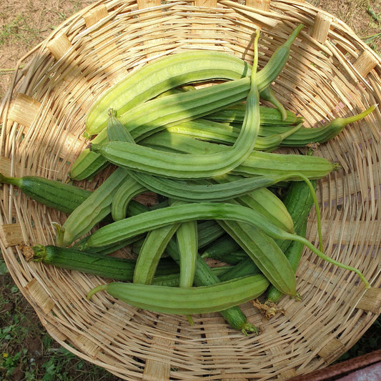 Ridge Gourd (Turai) seeds