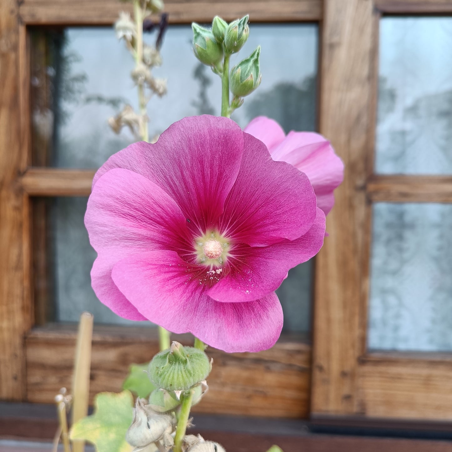 Hollyhock Seeds