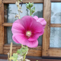 Hollyhock Seeds