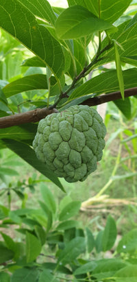 Custard Apple seeds