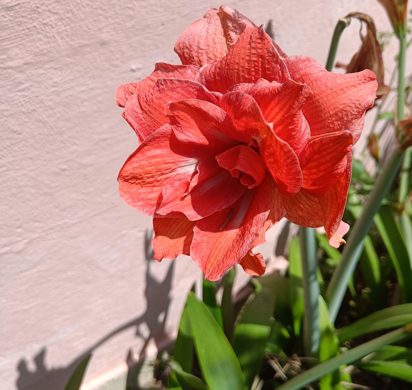 Amaryllis Bulb