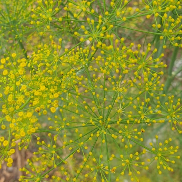 Dill seeds