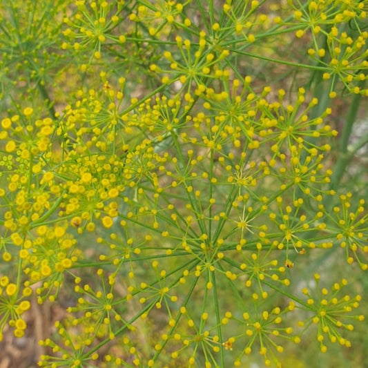 Dill seeds