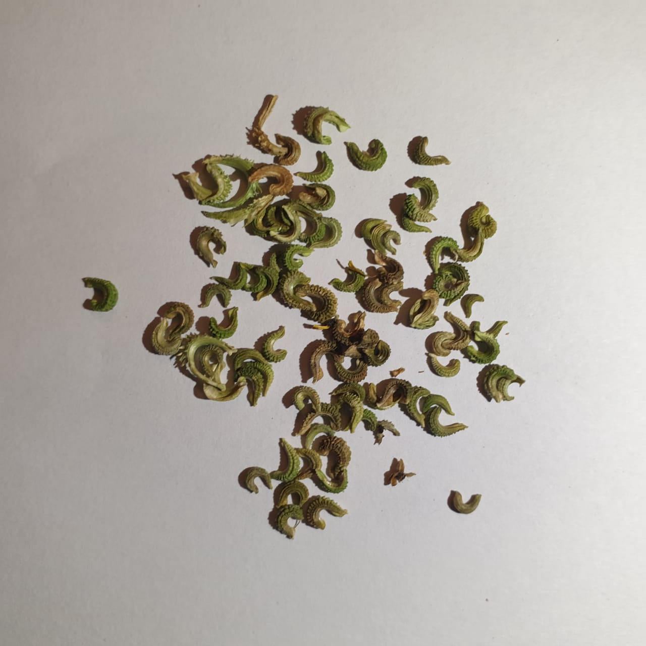 Calendula Seeds
