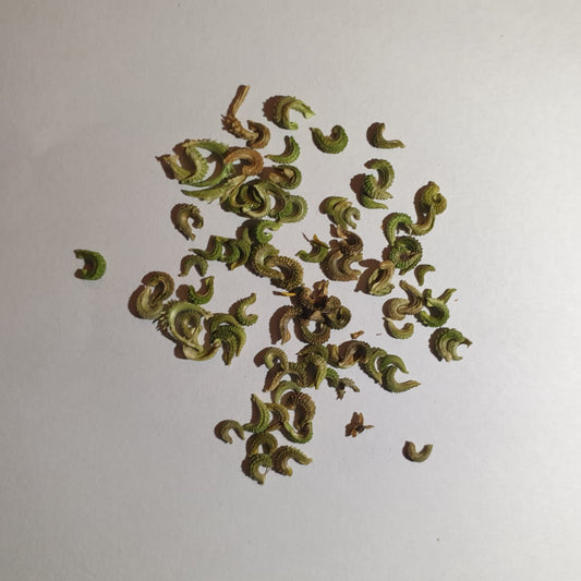 Calendula Seeds