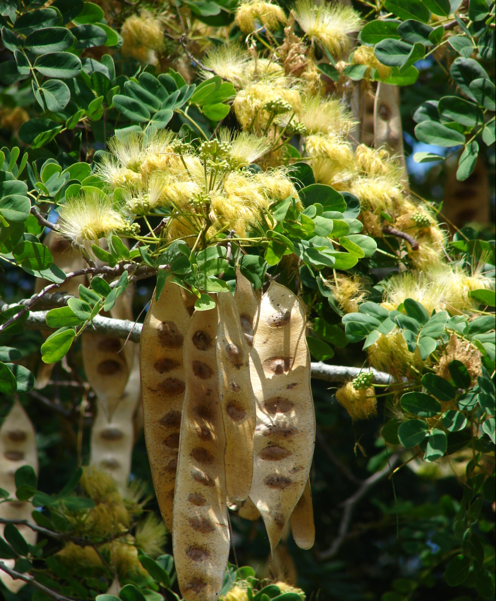 Siris Tree Seeds