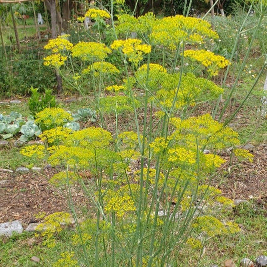 Dill seeds