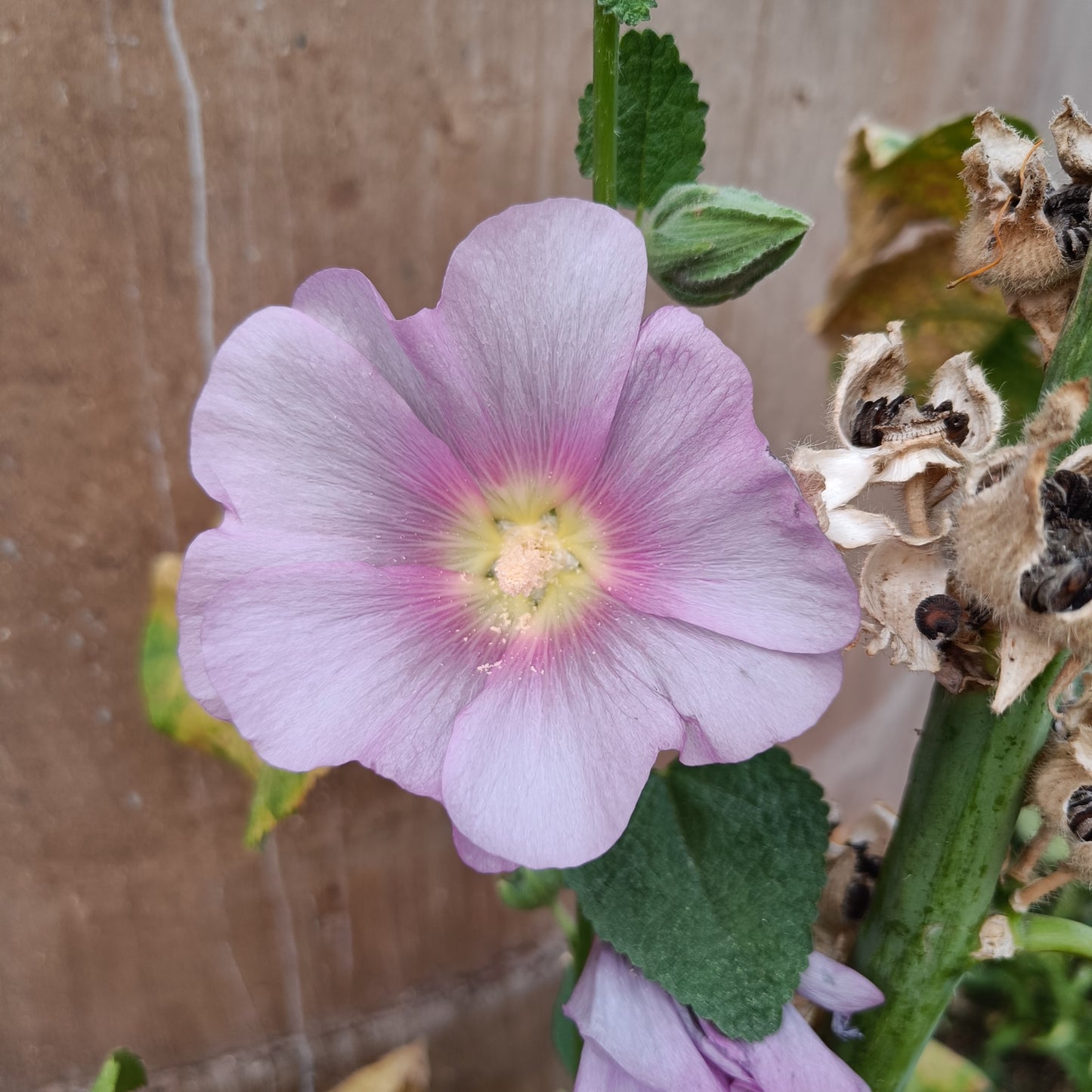 Hollyhock Seeds