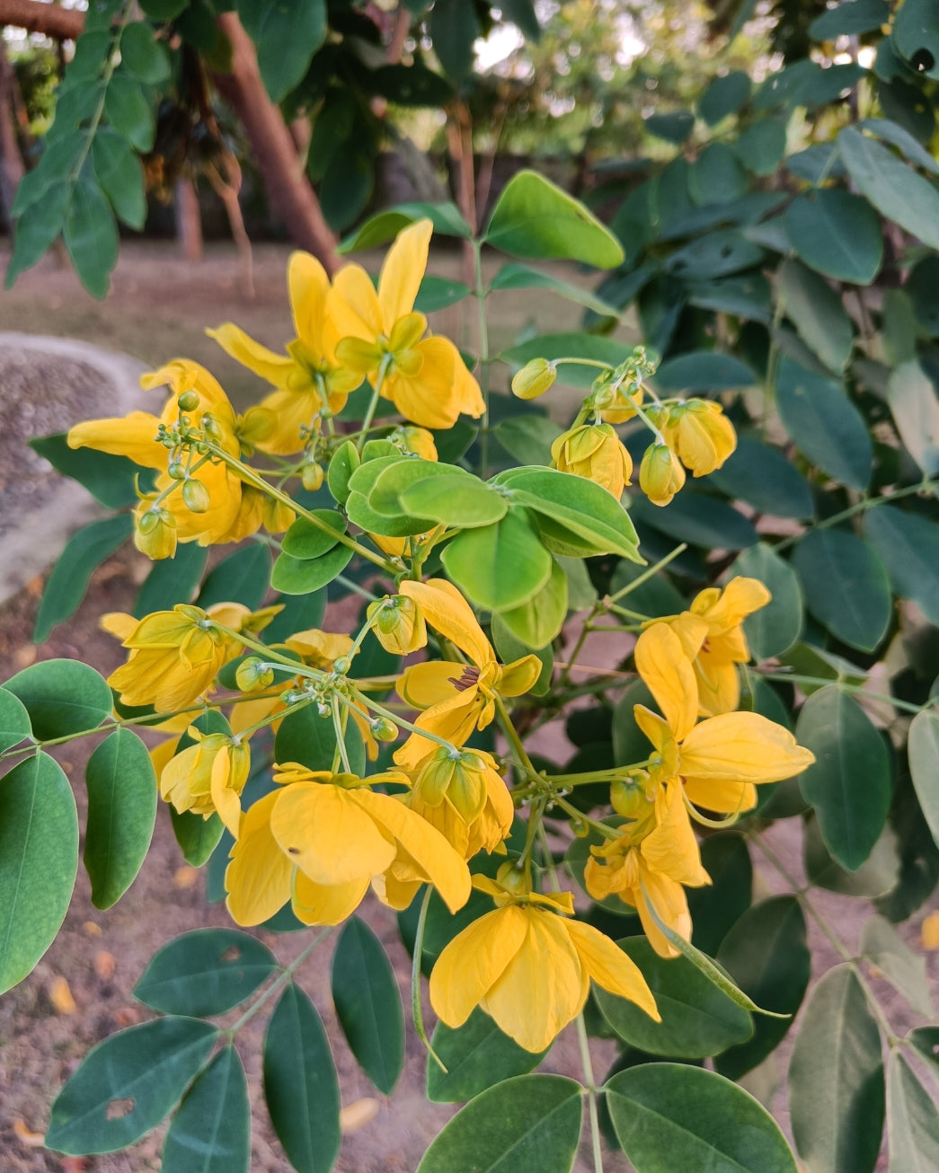 Glossy Shower Seeds