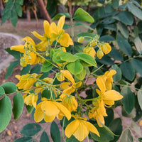 Glossy Shower Seeds