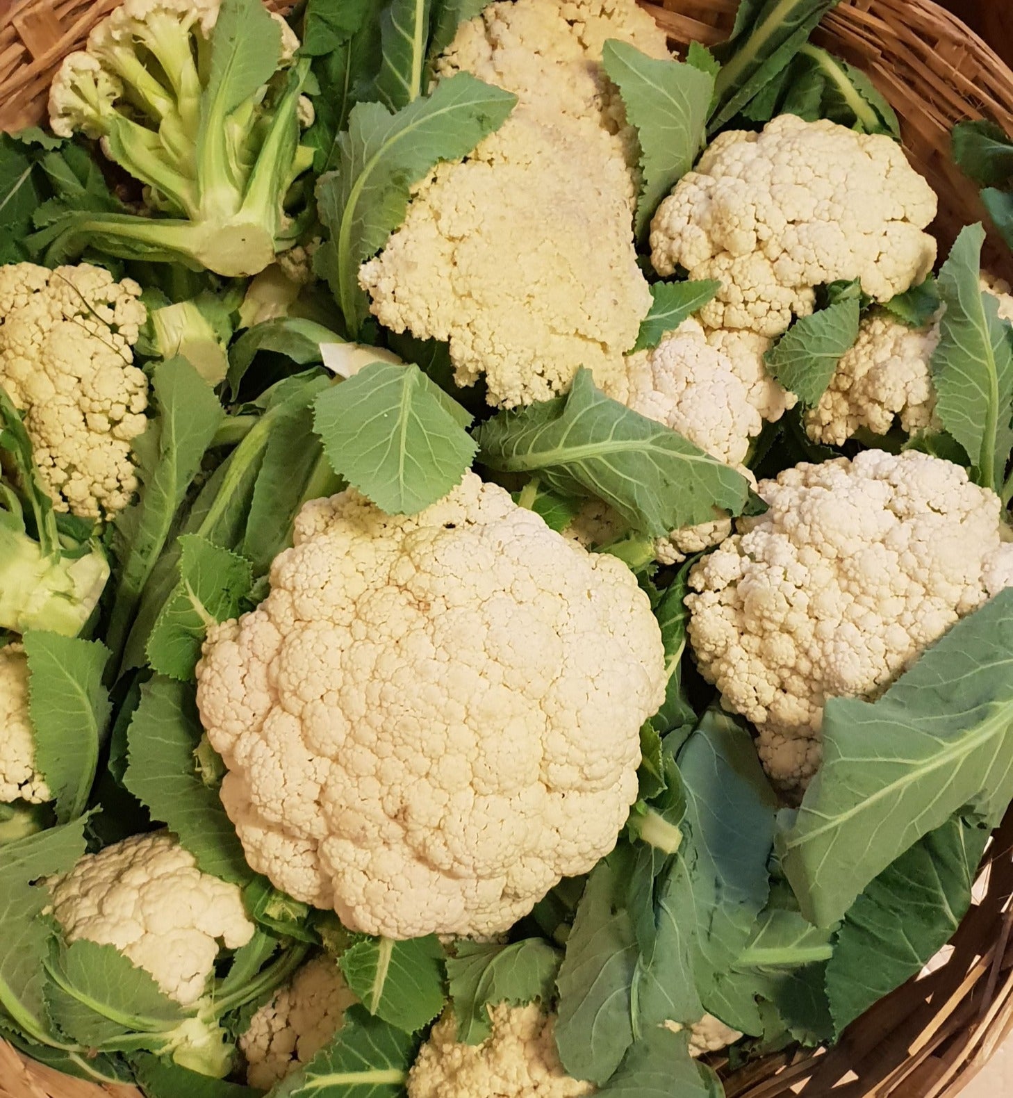Cauliflower seeds