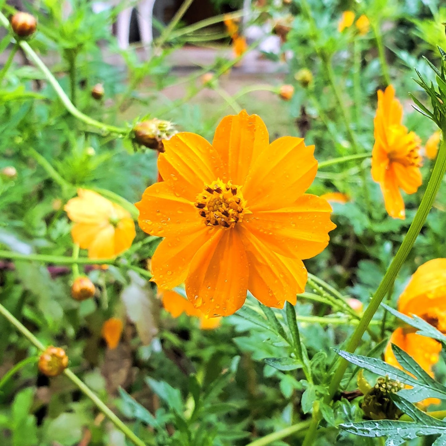 Cosmos Seeds