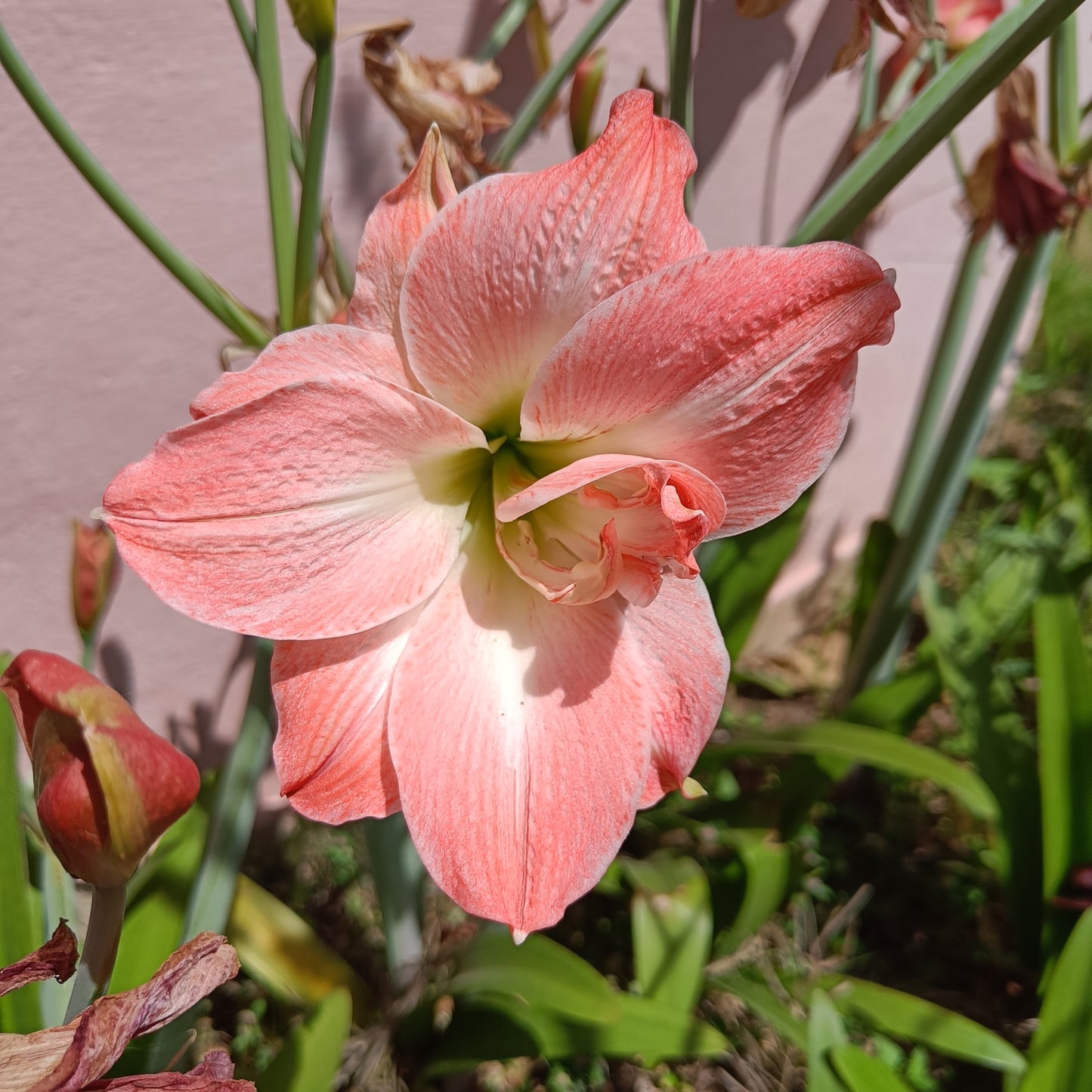 Amaryllis Bulb