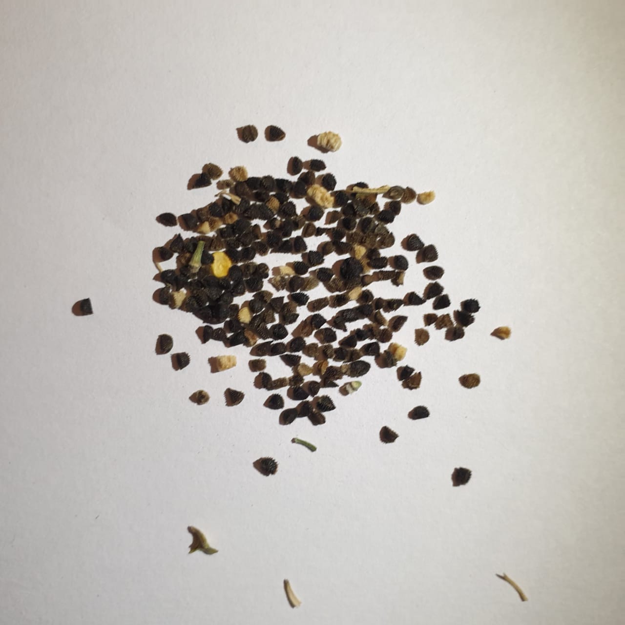 Larkspur Seeds