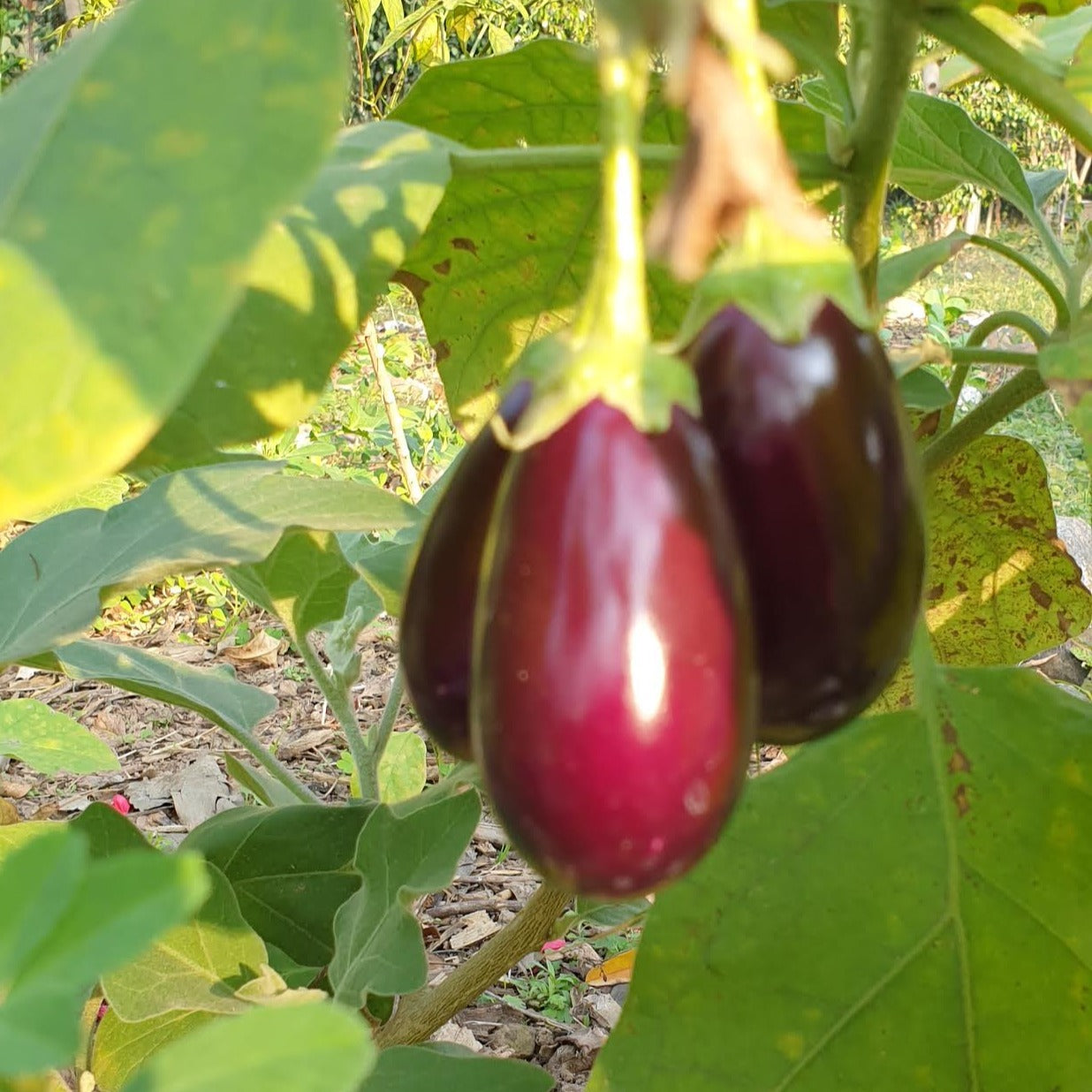 Brinjal seeds