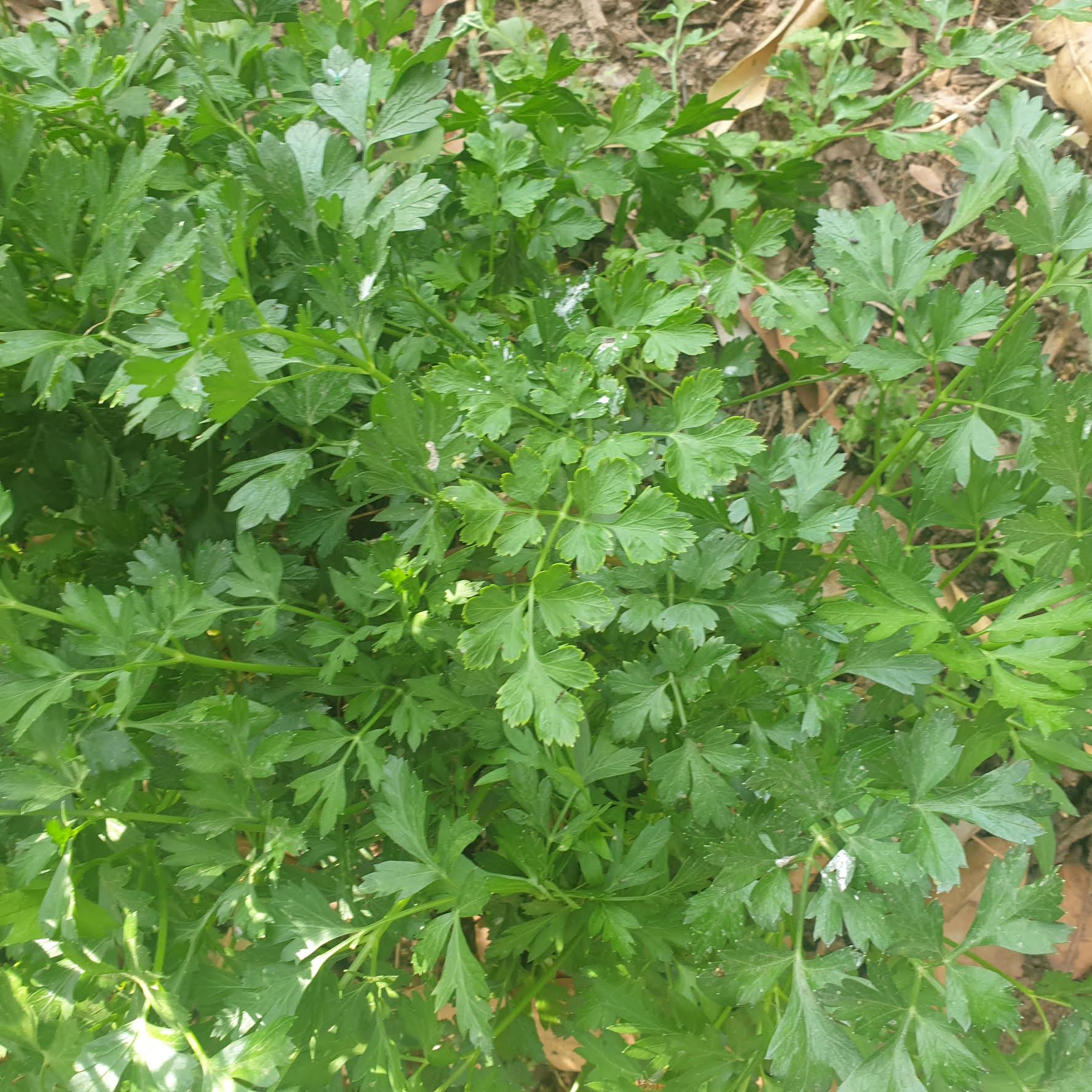 Celery Seeds
