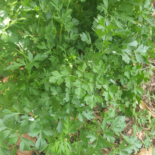 Celery Seeds