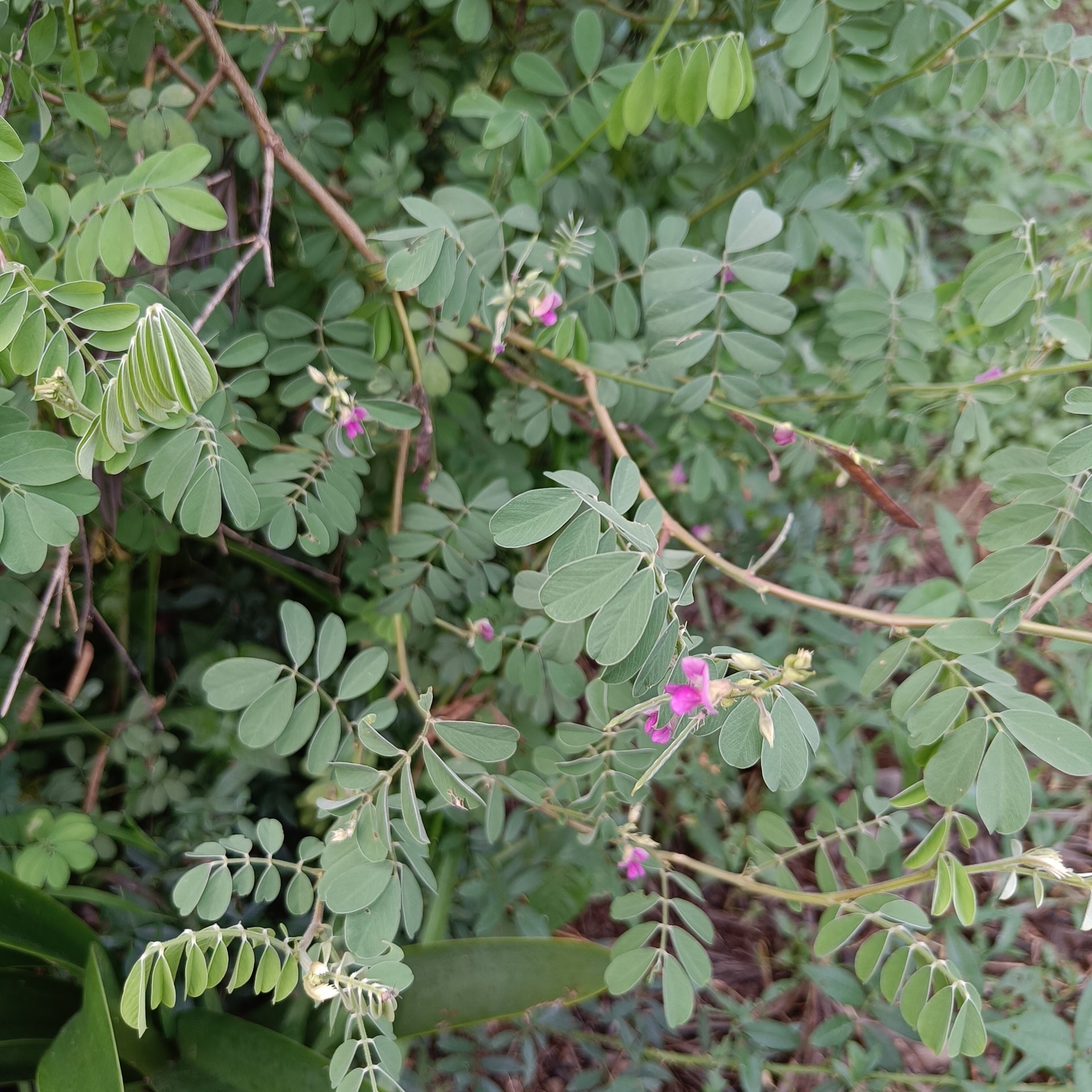Indigo| Neel Seeds