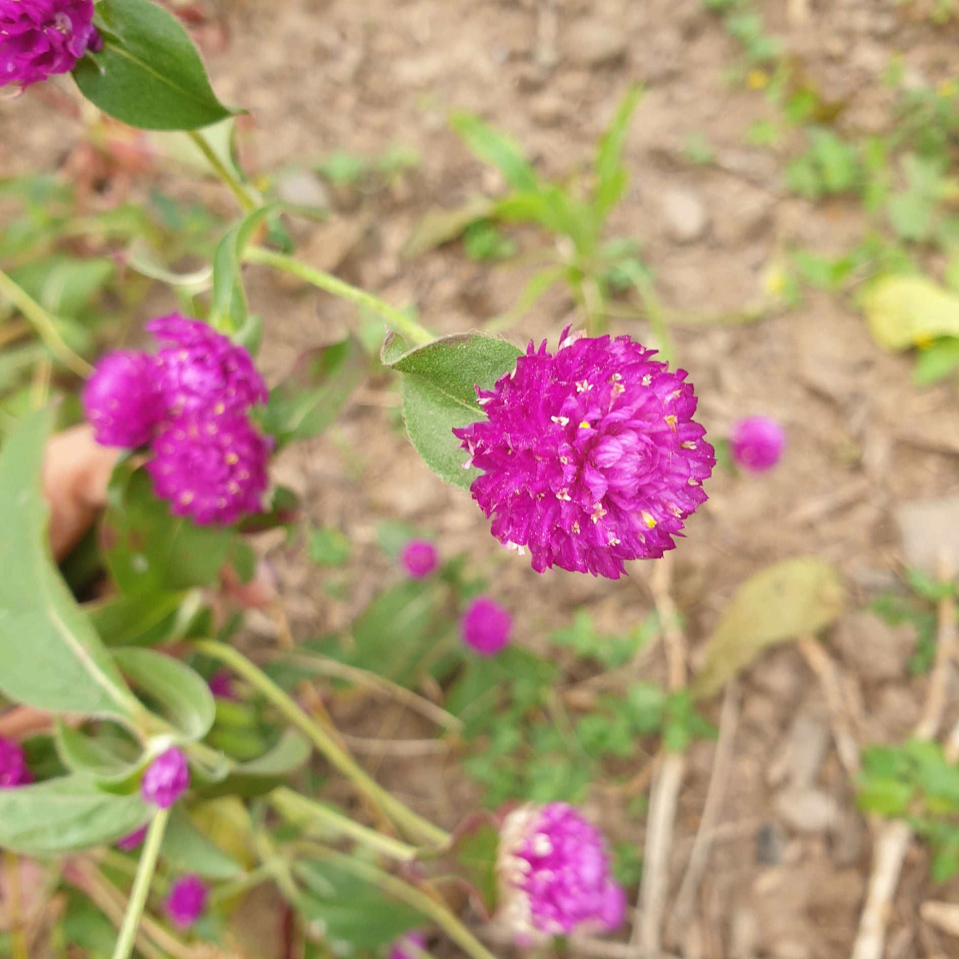 Gomphrena Seeds