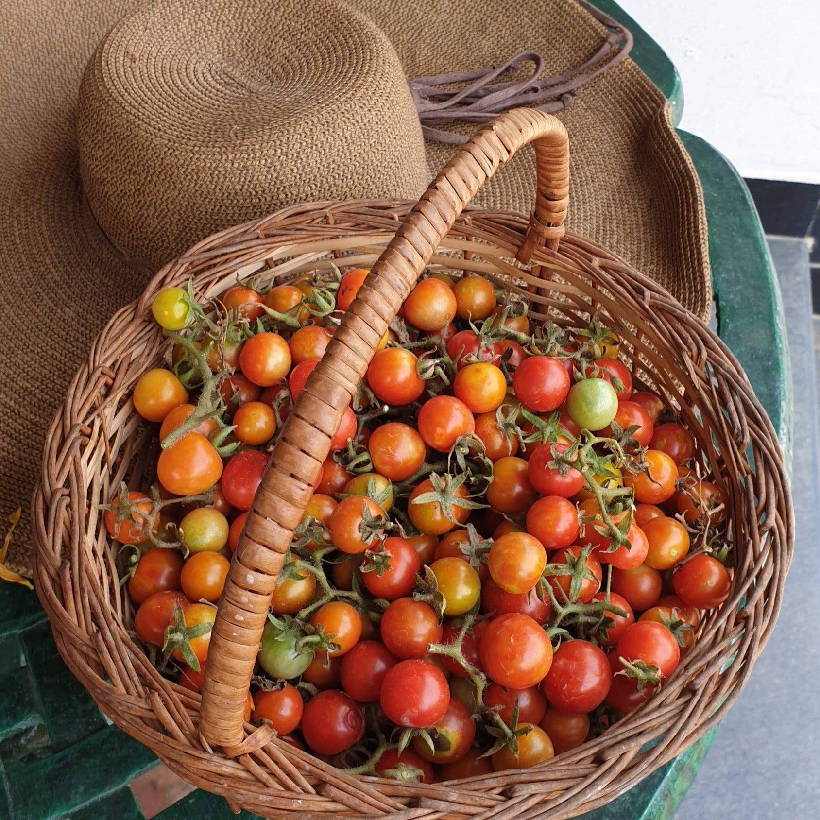 Tomato Seeds