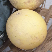 Sun Melon Seeds