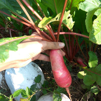 Radish Seeds