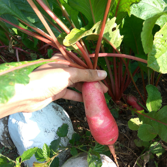 Radish Seeds