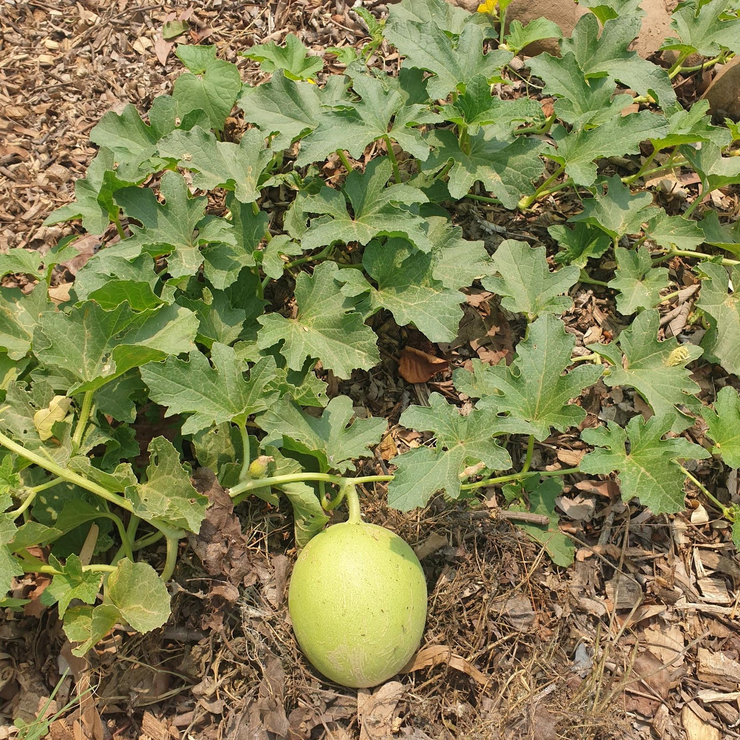 Cantaloupe Seeds