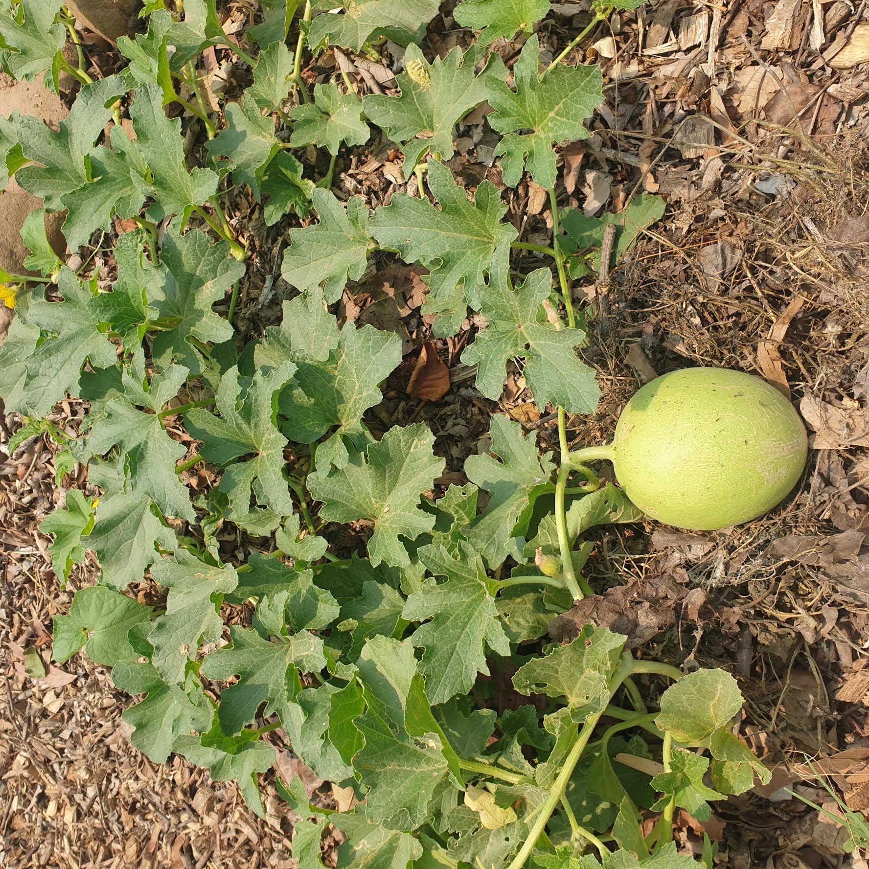 Cantaloupe Seeds
