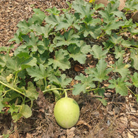 Cantaloupe Seeds
