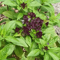 Thai Basil seeds