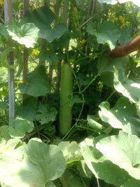 Bottle Gourd