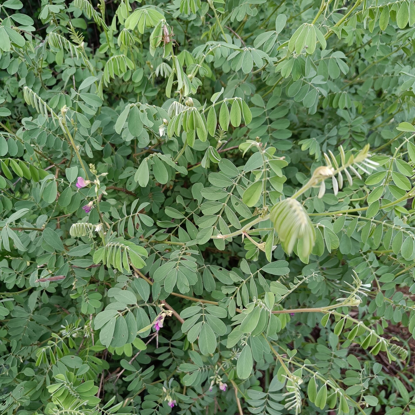 Indigo| Neel Seeds