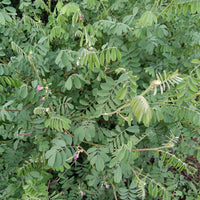 Indigo| Neel Seeds