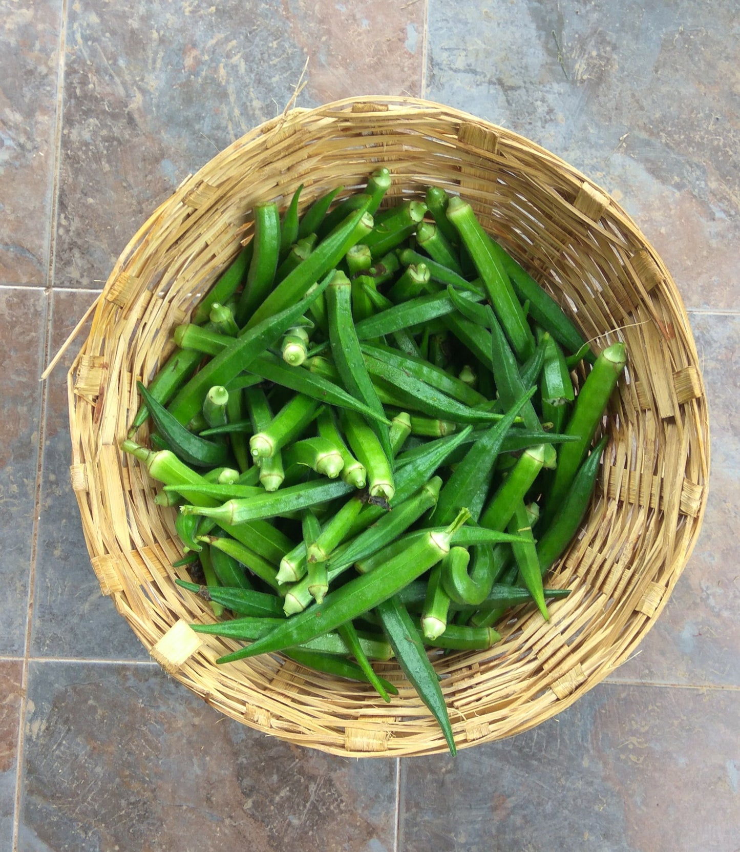 Okra (Bhindi) Seeds