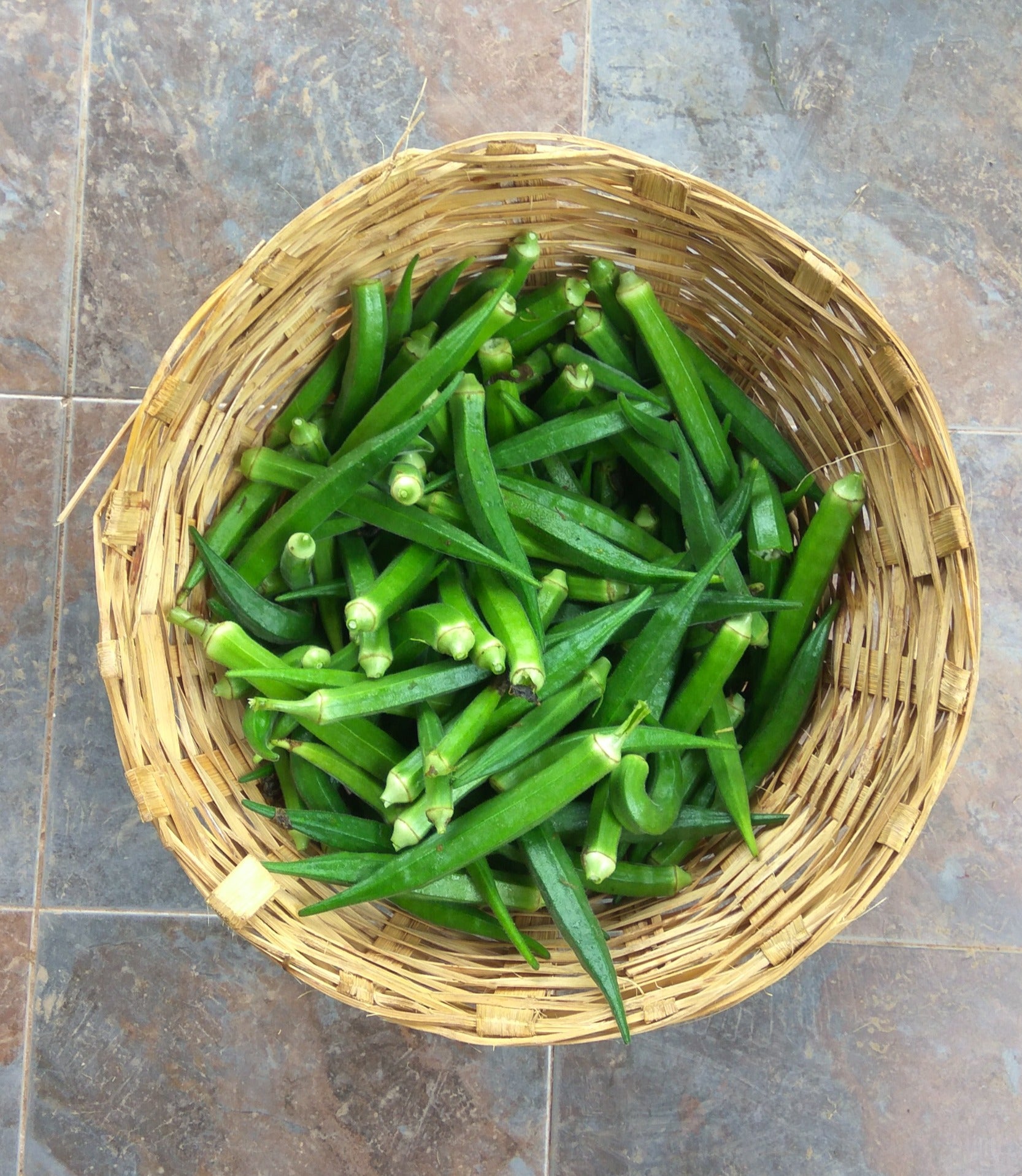 Okra (Bhindi) Seeds