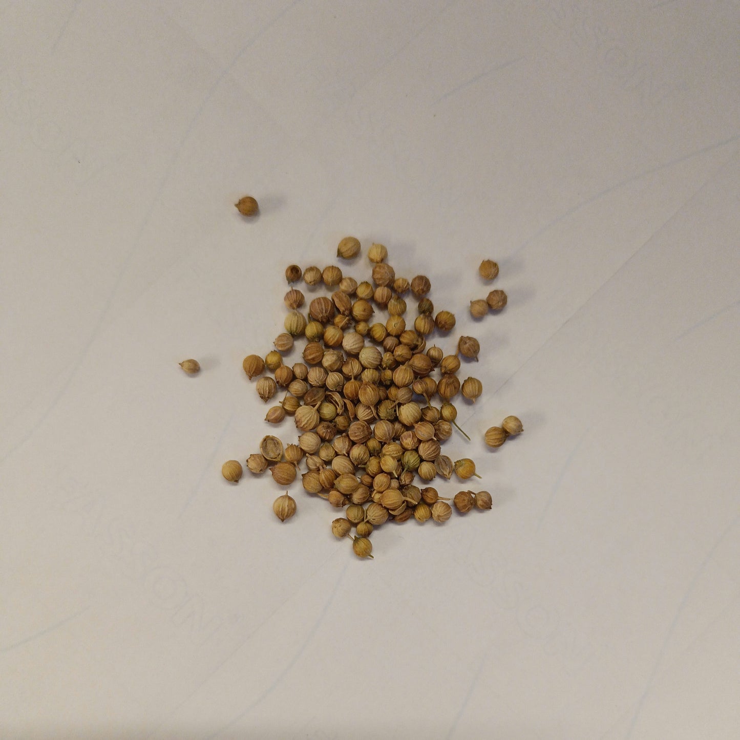 Coriander Seeds