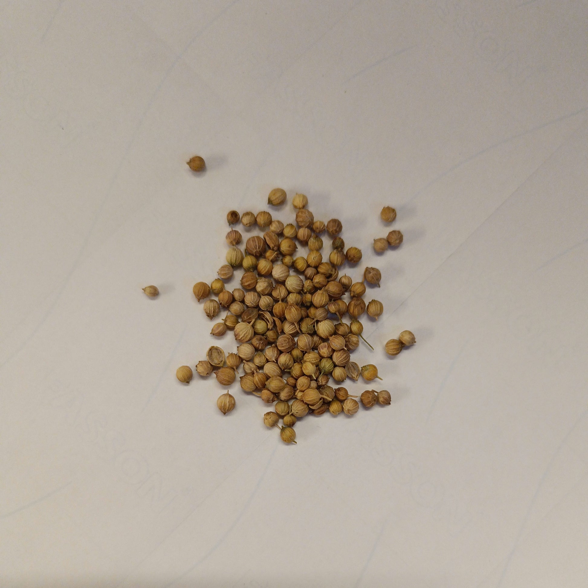 Coriander Seeds