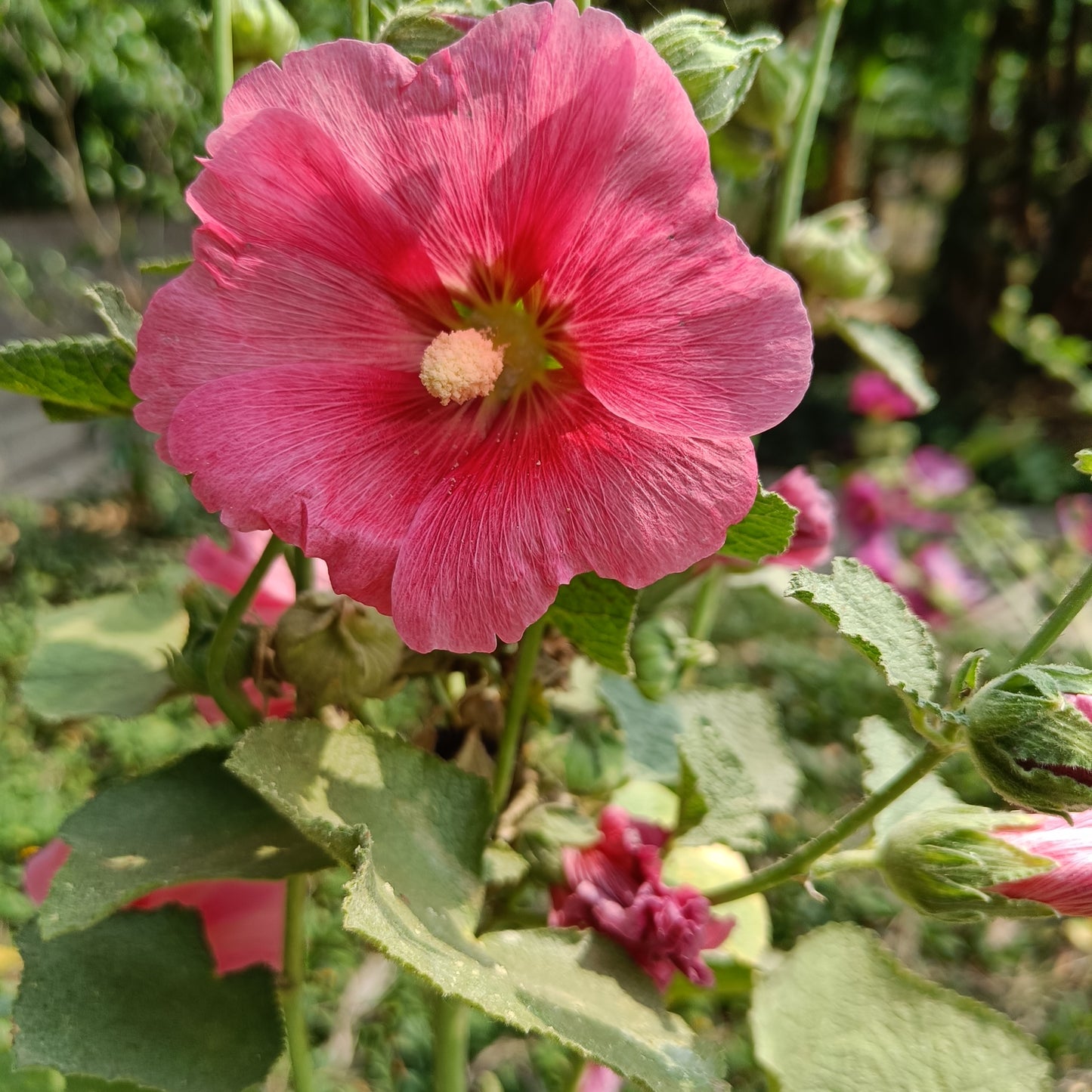 Hollyhock Seeds