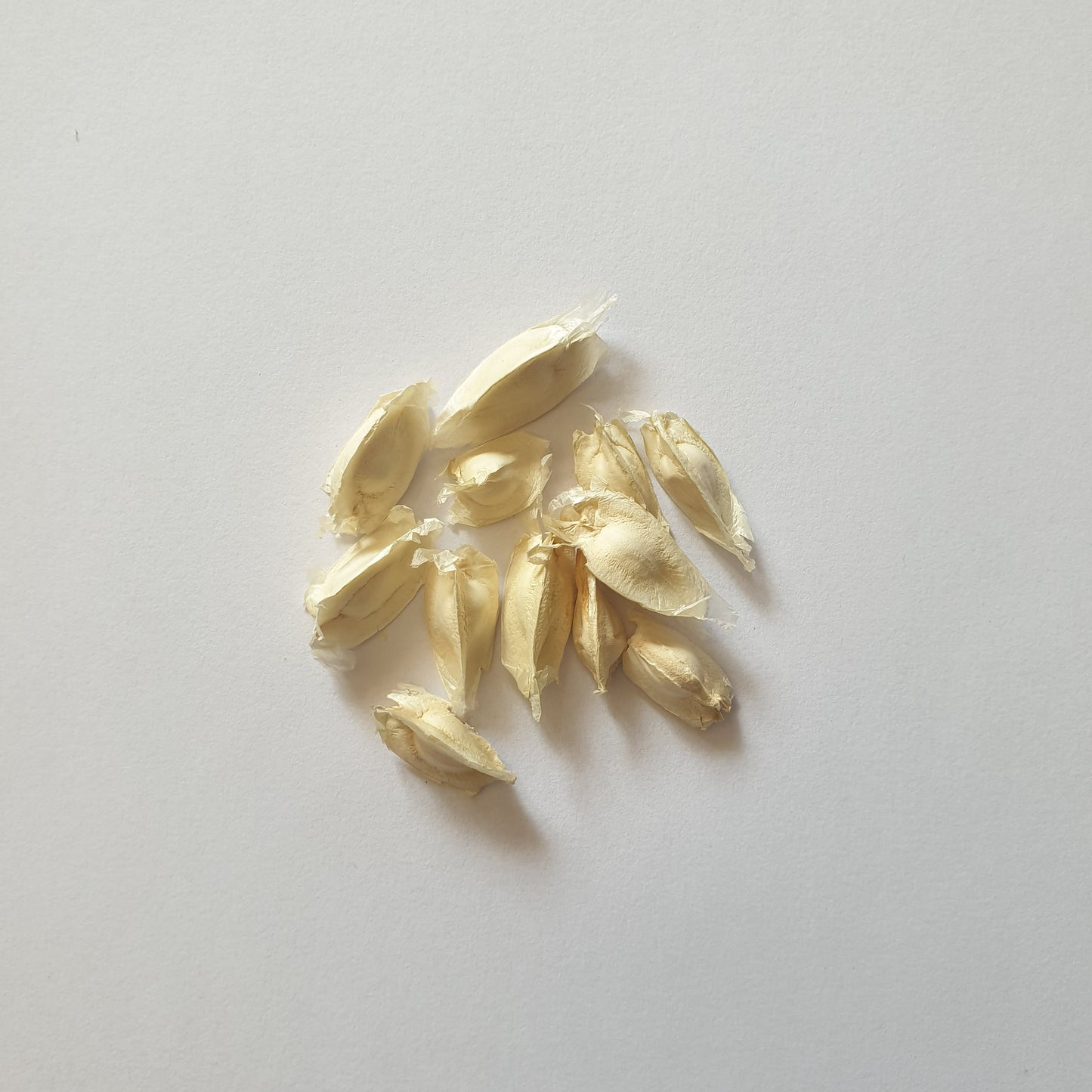 Moringa | Drumsticks Seeds