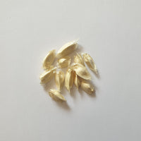 Moringa | Drumsticks Seeds