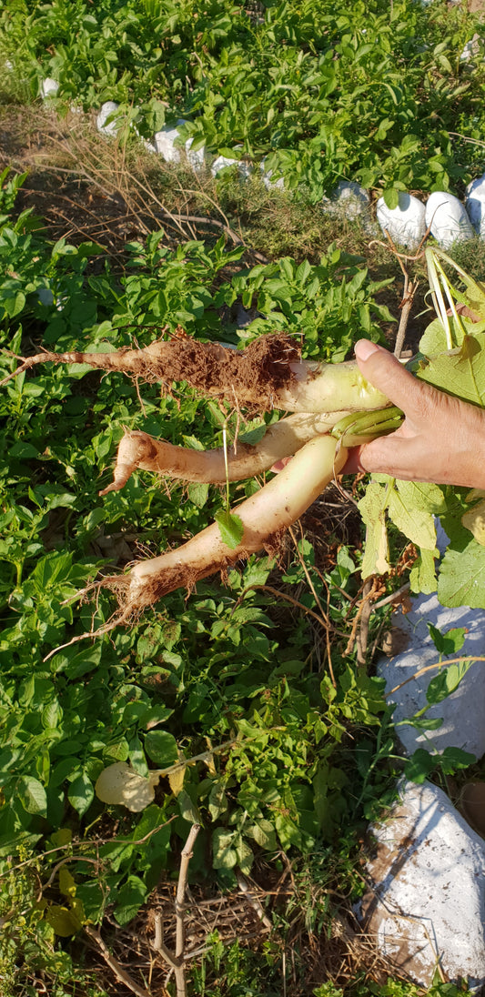 Radish Seeds