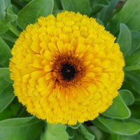 Calendula Seeds